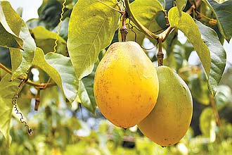 Maracuj&aacute; da Casa M&uuml;ller, pequeno s&iacute;tio que produz artesanalmente cerca de dez mil garrafas por ano de vinho colonial